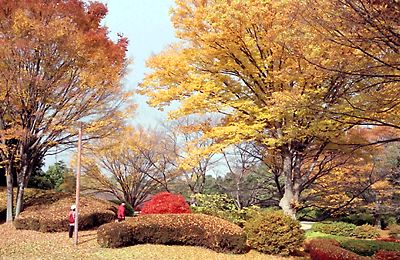紅葉の昭和記念公園