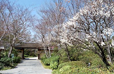 早春の昭和記念公園