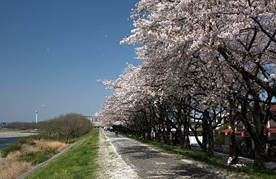 福生／多摩川堤防桜並木