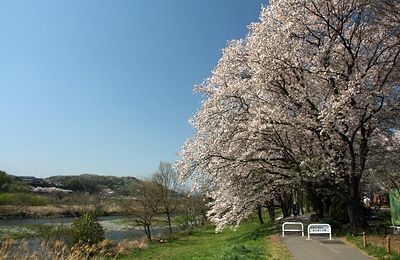 福生／多摩川堤防桜並木