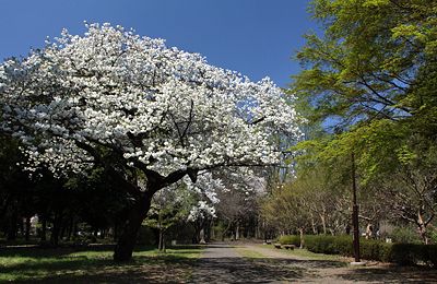 桜咲く武蔵野公園