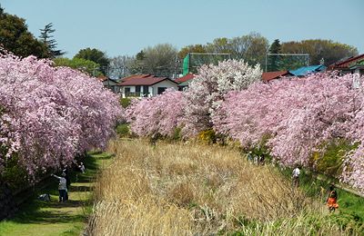 桜咲く武蔵野公園