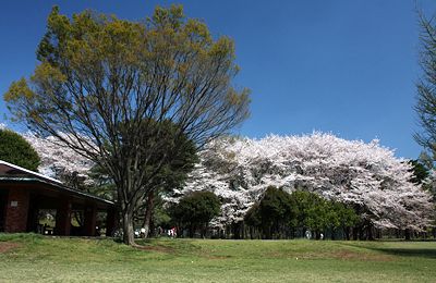 桜咲く野川公園