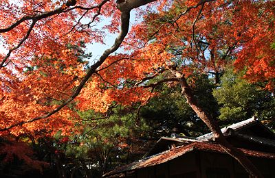 紅葉の東京都庭園美術館