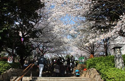 桜咲く飛鳥山公園