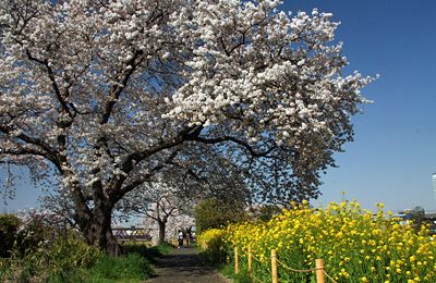 桜咲く相模三川公園