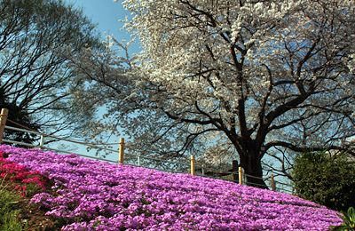 桜咲く相模三川公園