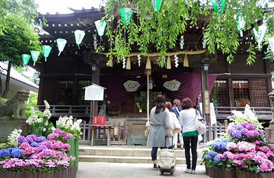 文京あじさいまつり 文京あじさいまつり