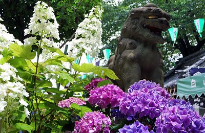 文京あじさいまつり 文京あじさいまつり