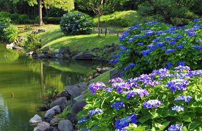 紫陽花の咲く旧芝離宮恩賜庭園