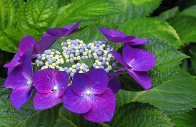 紫陽花の咲く六義園