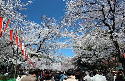 桜咲く上野恩賜公園