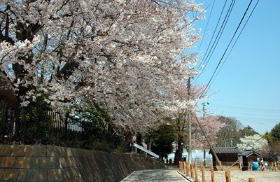 東光寺境内の桜