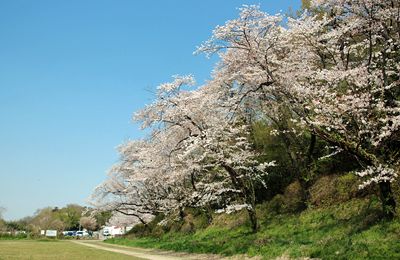 城ヶ谷堤桜並木