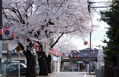 JR八高線金子駅／駅周辺の桜並木