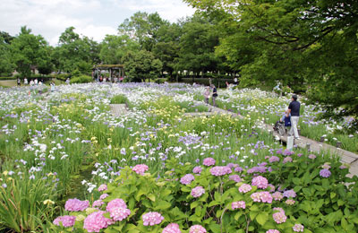 花菖蒲の咲く平成の森公園