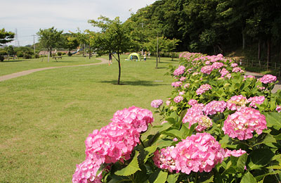 紫陽花の咲く引地川親水公園
