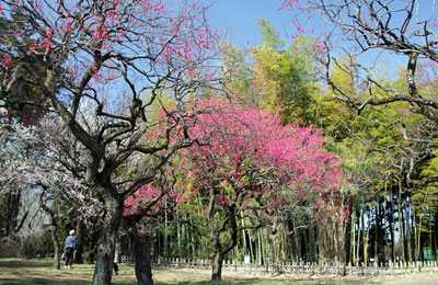 梅香る神代植物公園