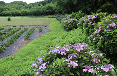 紫陽花の咲く巾着田