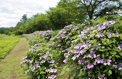 紫陽花の咲く巾着田