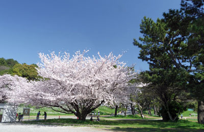 桜咲く多摩川河岸