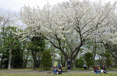 桜咲く大庭城趾公園