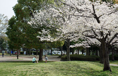 桜咲く舟地蔵公園