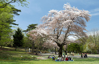 桜咲く狭山稲荷山公園