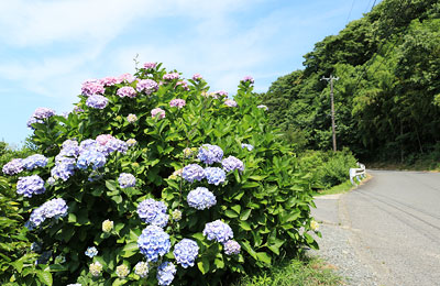 上山口の紫陽花