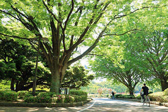 平塚市総合公園／園内の樹木