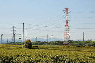 茶畑の中に建つ送電鉄塔