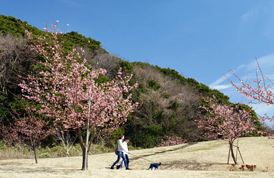 河津桜の咲く引地川親水公園