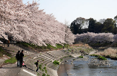 平井川下流域の桜並木