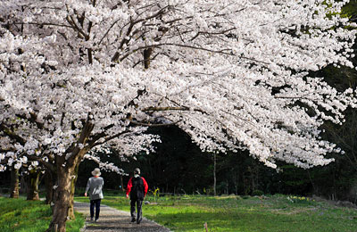 平井川下流域の桜並木