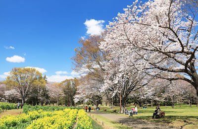 桜咲く昭和記念公園