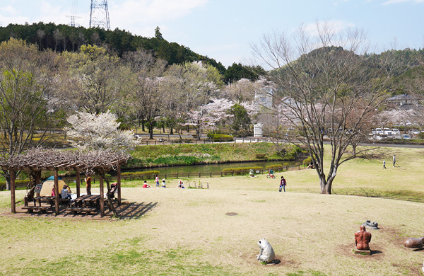 桜咲く毛呂山総合公園