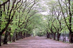 新緑の富士森公園
