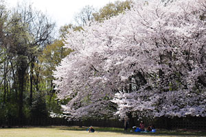 桜咲く片倉城跡公園