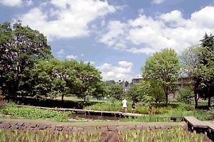 夏の片倉城跡公園