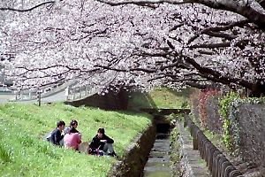 桜咲く元横山公園