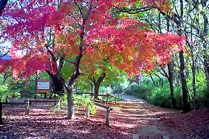 紅葉に染まる長沼公園