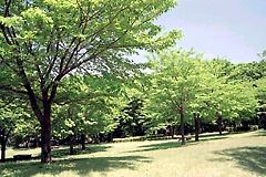 柳沢の池公園−お花見広場