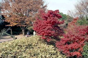 紅葉に染まる芹ヶ谷公園