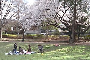 桜咲くつくし野セントラルパーク