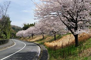道保川公園横の桜並木