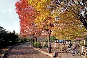 紅葉に染まる相模原北公園