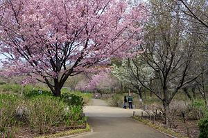 桜咲く相模原北公園 桜咲く相模原北公園