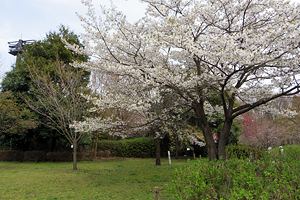 桜咲く相模原北公園 桜咲く相模原北公園