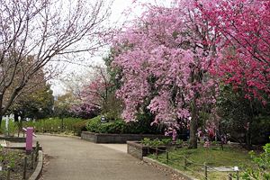 桜咲く相模原北公園 桜咲く相模原北公園