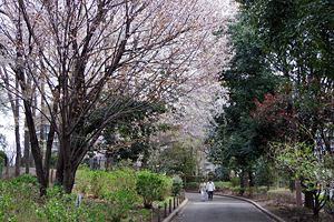 桜咲く相模原北公園 桜咲く相模原北公園